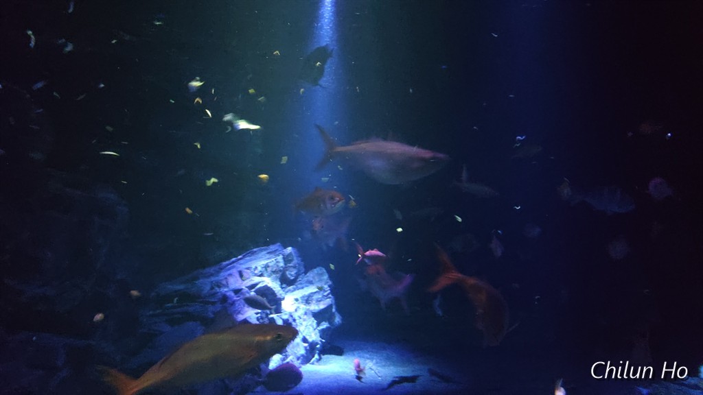 沖縄美ら海水族館
